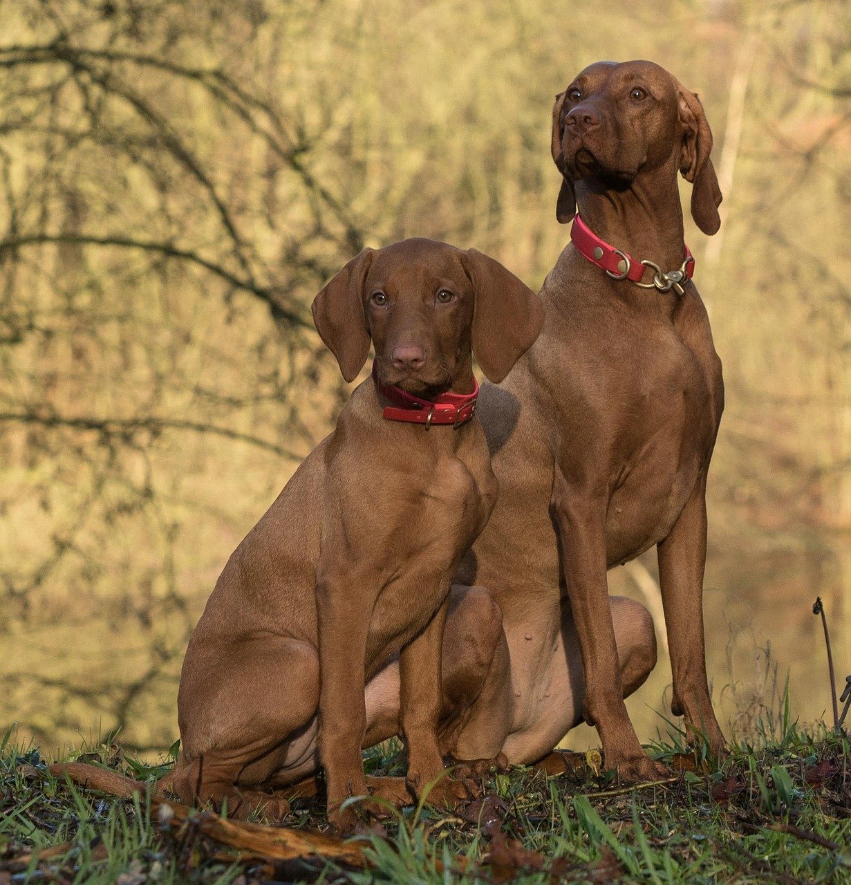 Vizsla (image credits: pixabay)