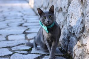 15 Cat Names Perfectly Matched For The Breed
