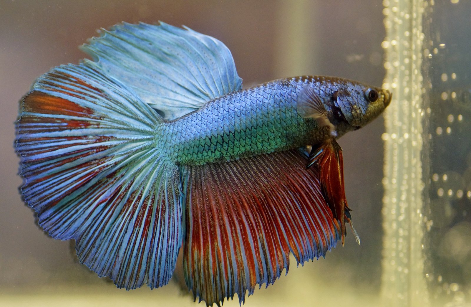 Betta Fish: The Lone Warriors of the Aquarium (image credits: wikimedia)