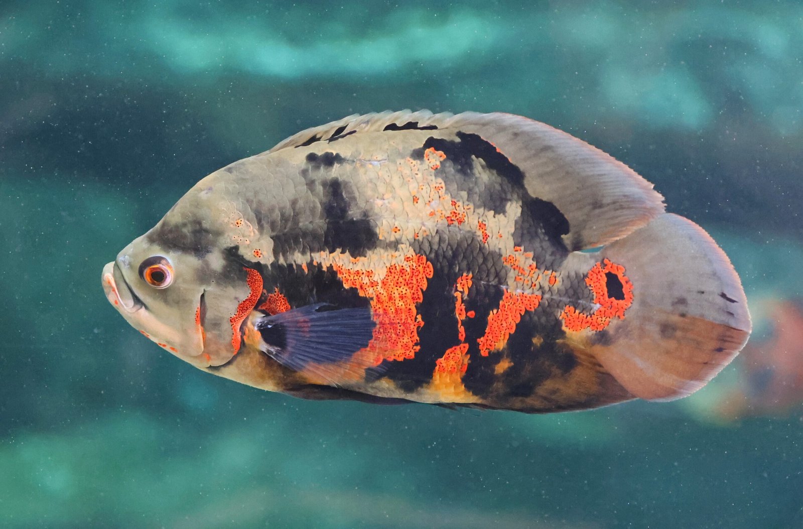 Oscar Fish: The Bully with a Brain (image credits: wikimedia)