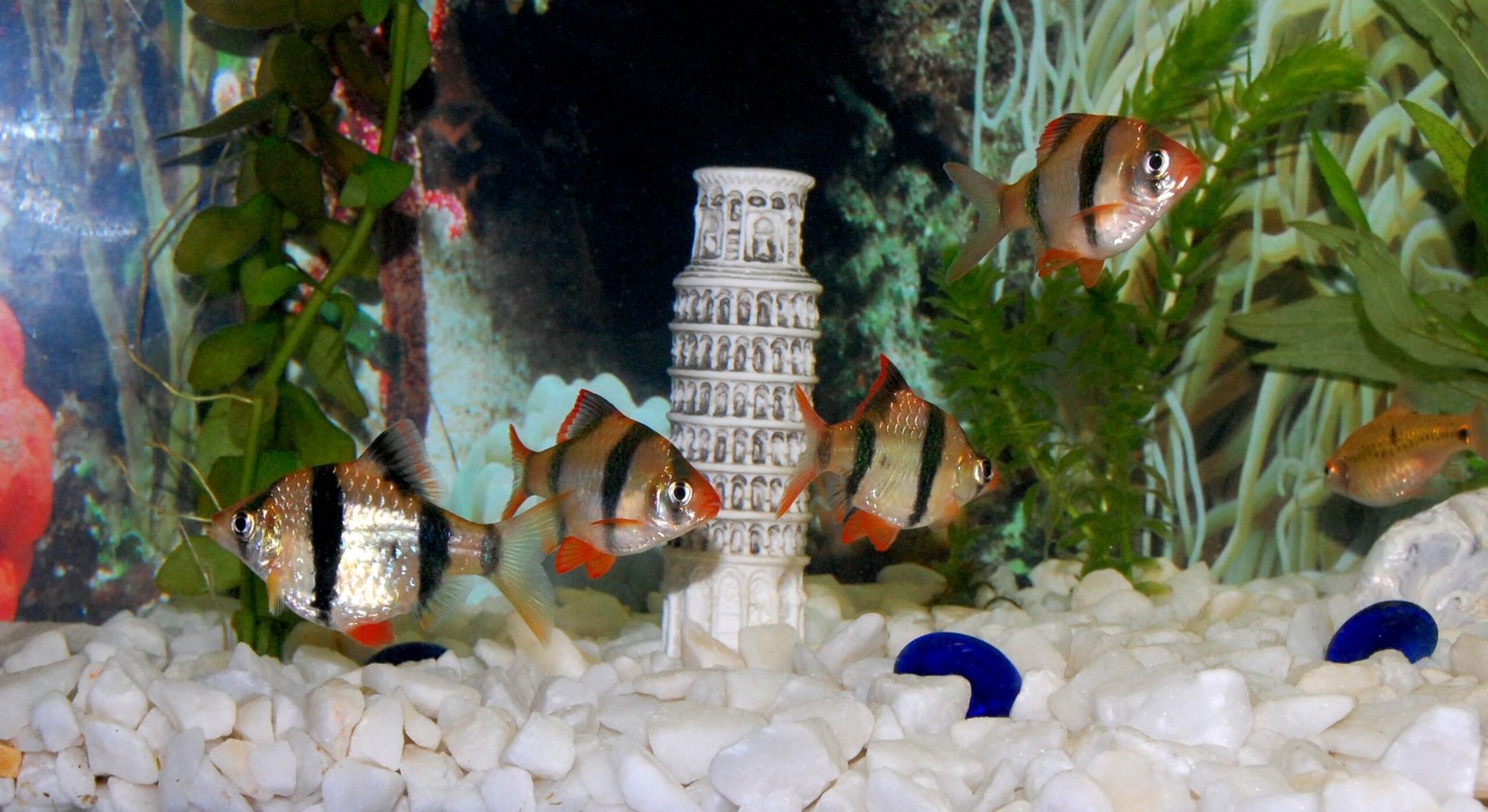 Tiger Barb: The Nippy Troublemaker (image credits: wikimedia)