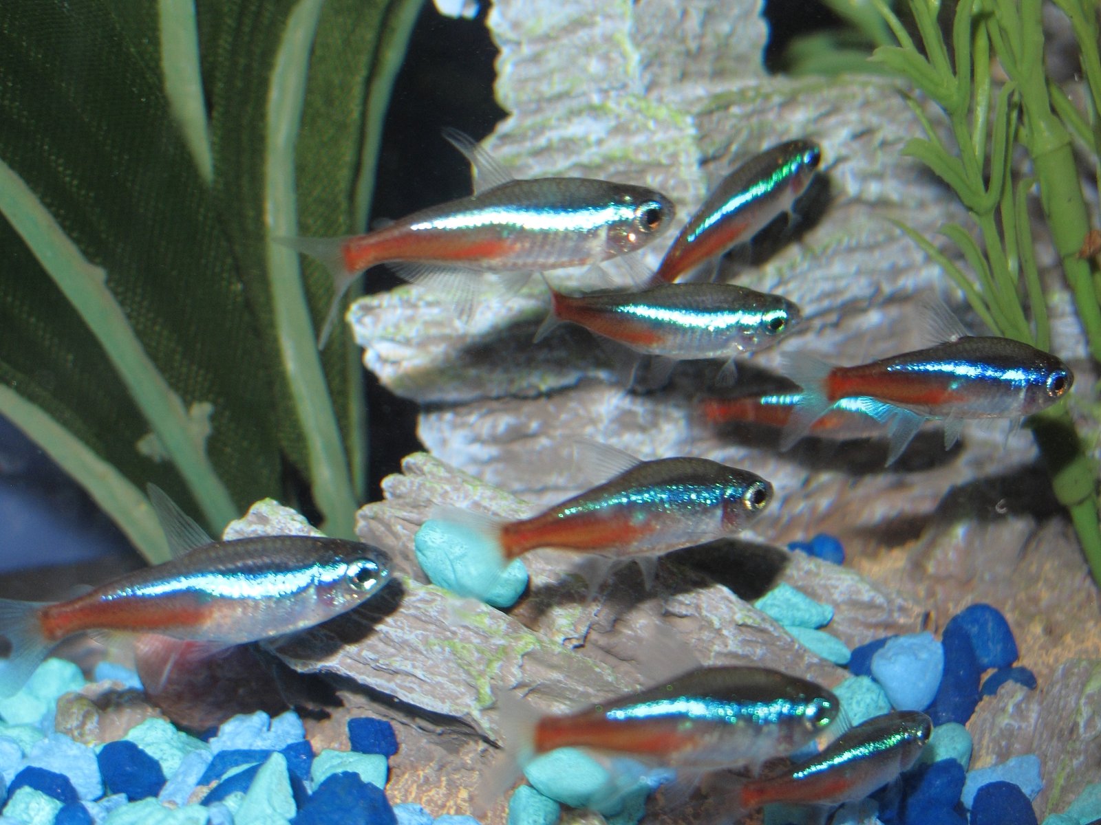 Neon Tetra: The Life of the Party (image credits: wikimedia)