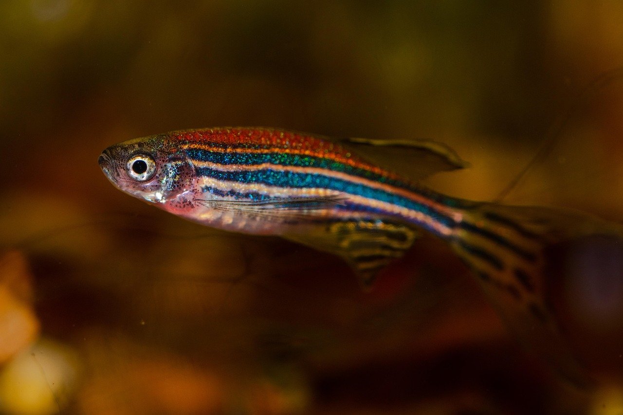 Zebra Danio: The Energetic Team Player (image credits: pixabay)