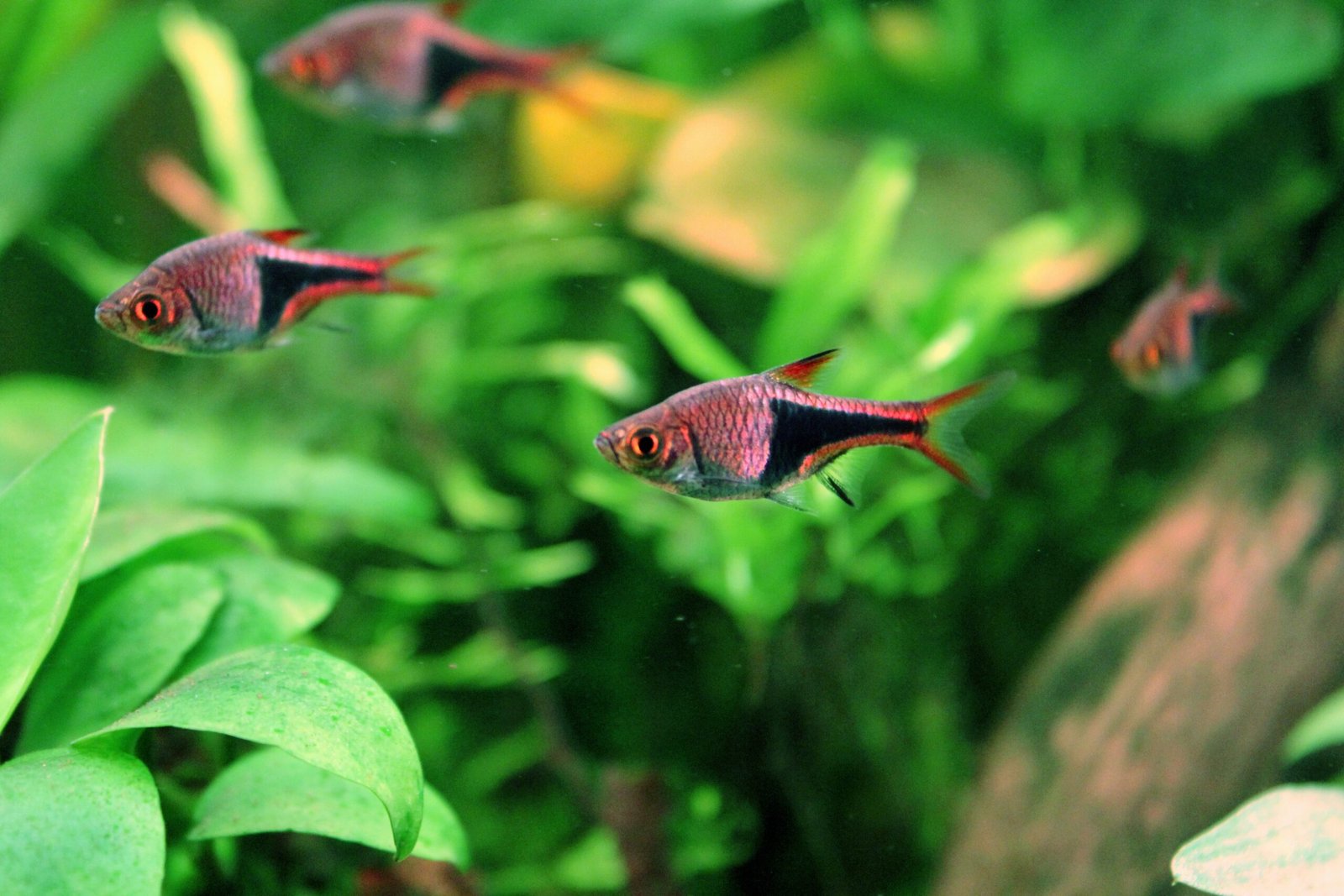 Harlequin Rasbora: The Shy but Social Swimmer (image credits: wikimedia)