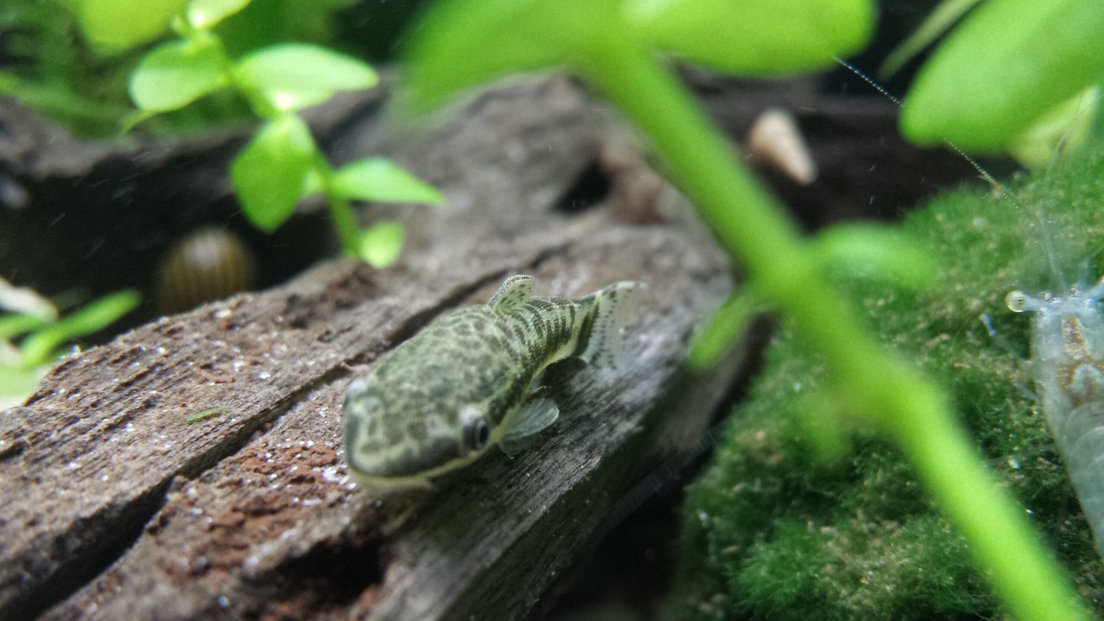 Otocinclus Catfish: The Tiny, Social Algae Eater (image credits: wikimedia)
