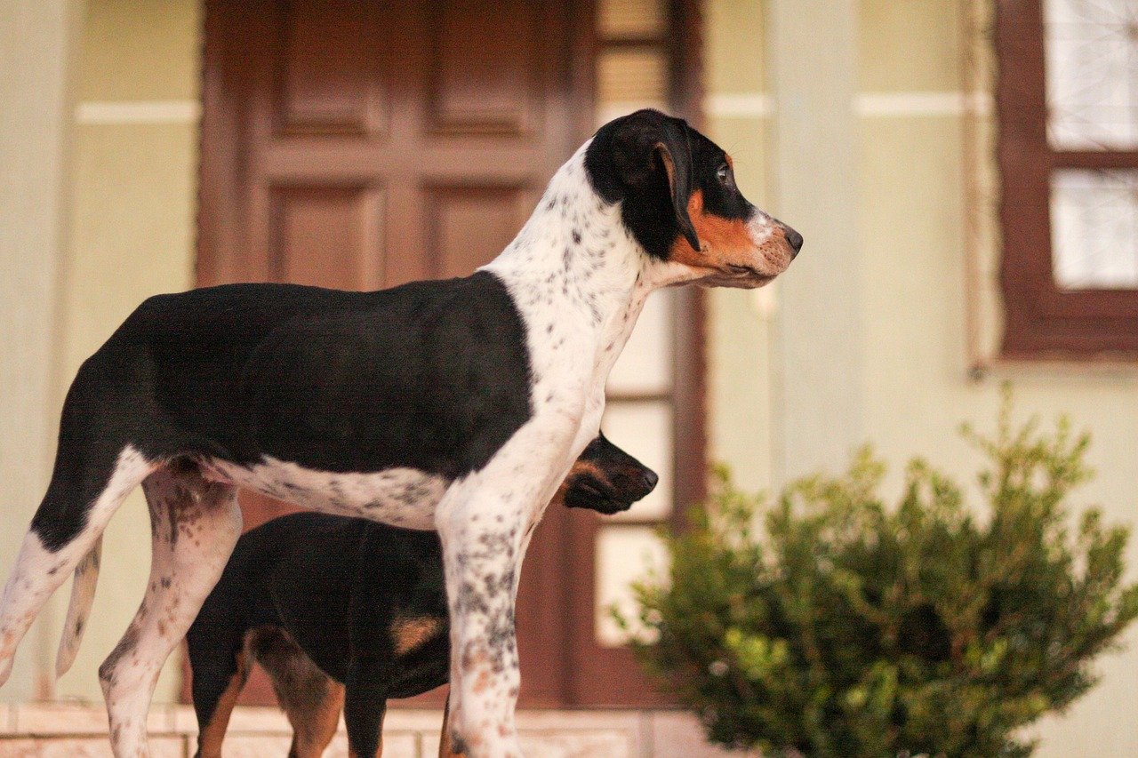 American Foxhound: The Gentle Hunter (image credits: pixabay)