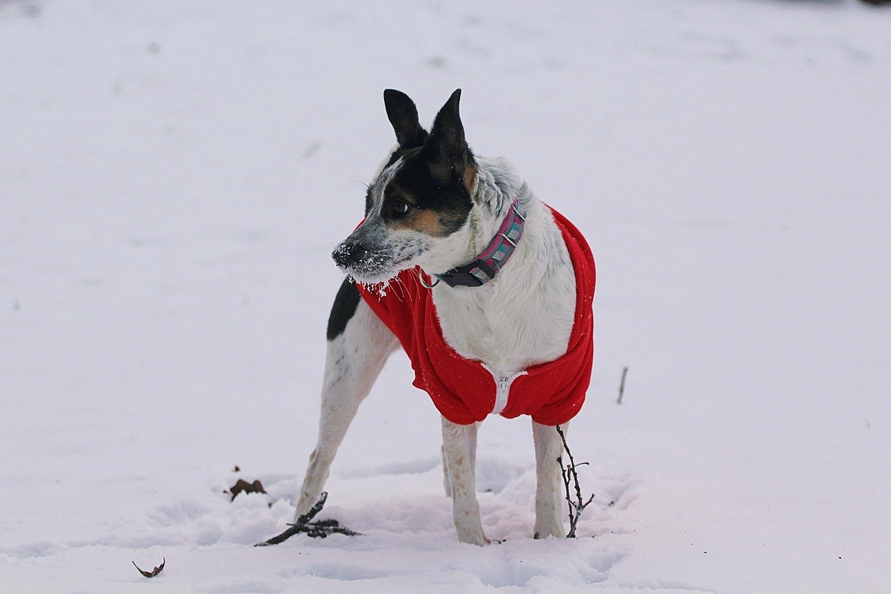 Rat Terrier: The Pint-Sized Dynamo (image credits: pixabay)