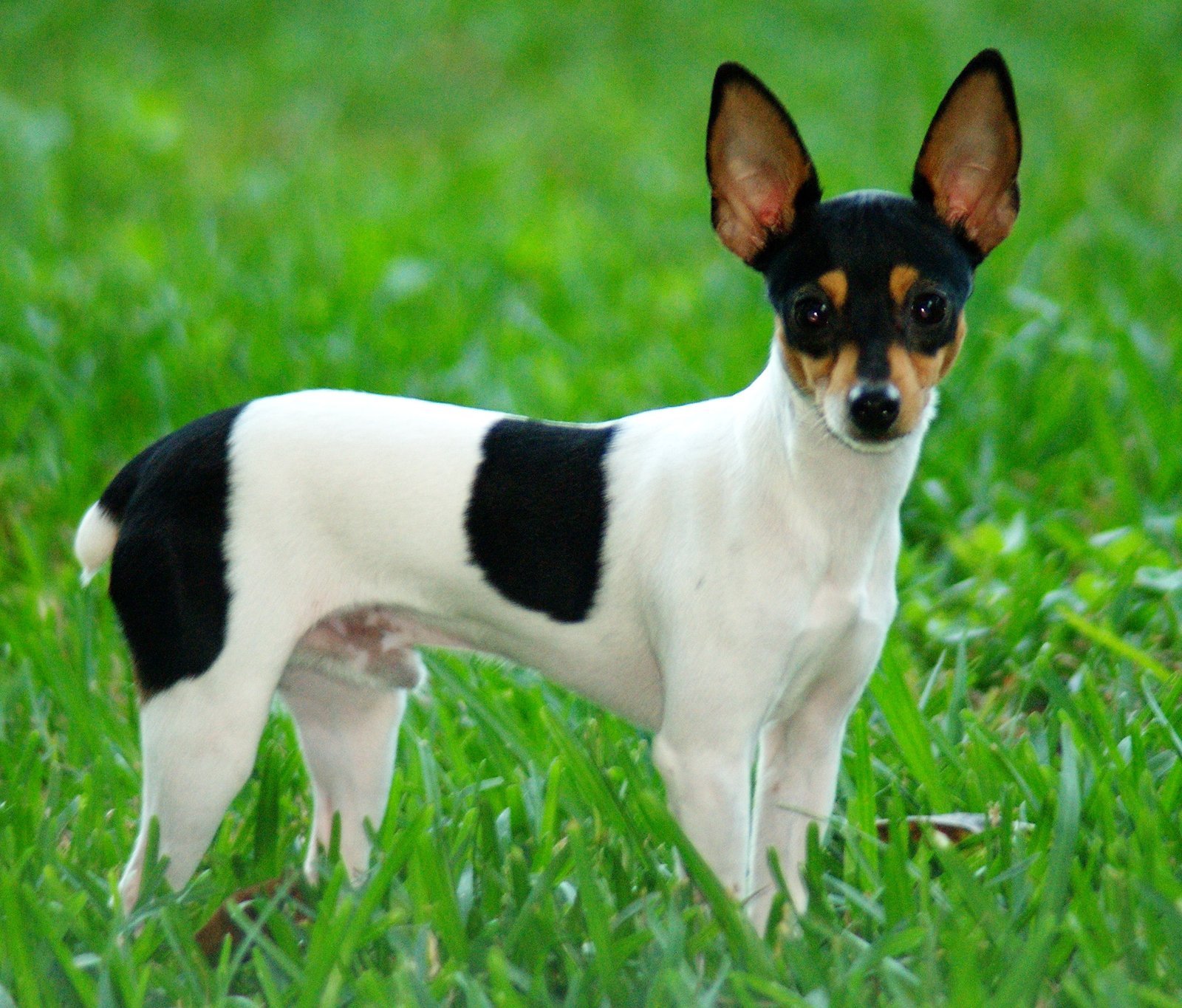 Toy Fox Terrier: The Tiny Performer (image credits: wikimedia)
