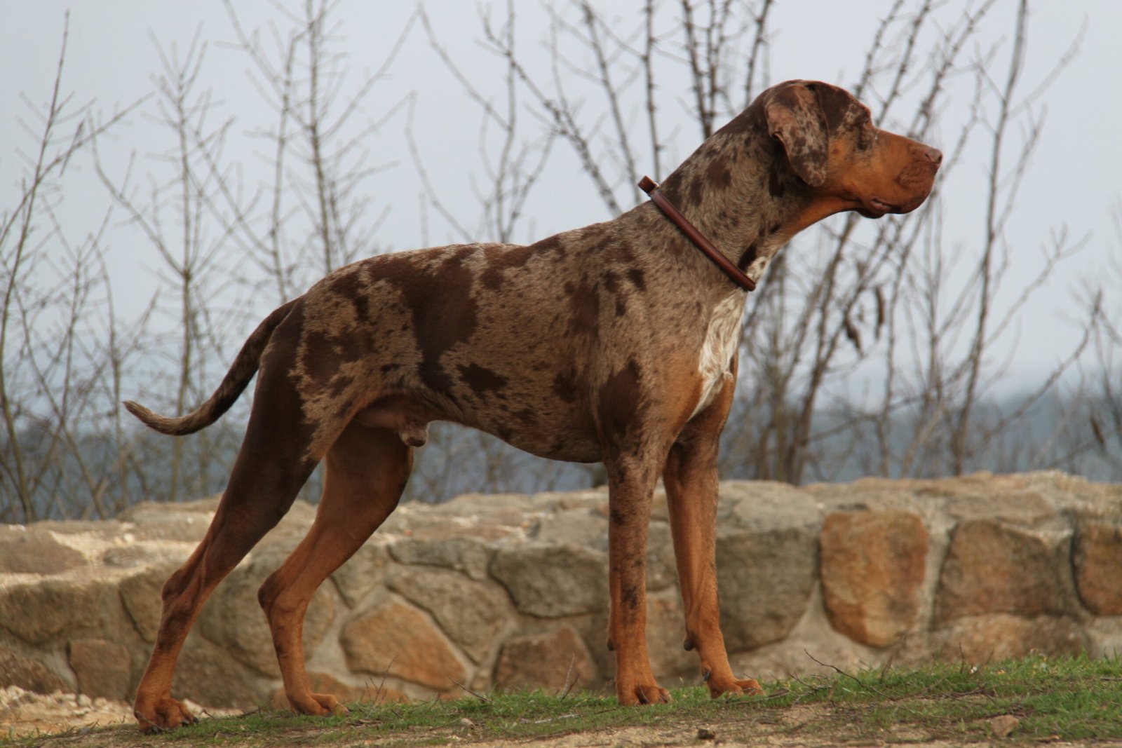 Louisiana Catahoula Leopard Dog: The Spotted Wonder (image credits: wikimedia)