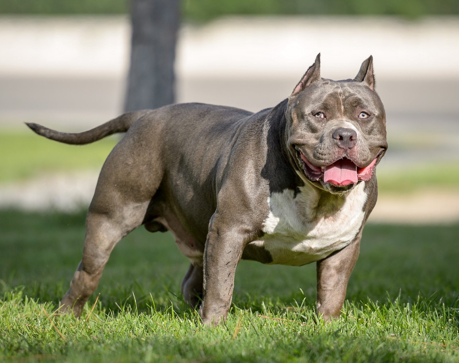 American Bully: The Modern Companion (image credits: wikimedia)