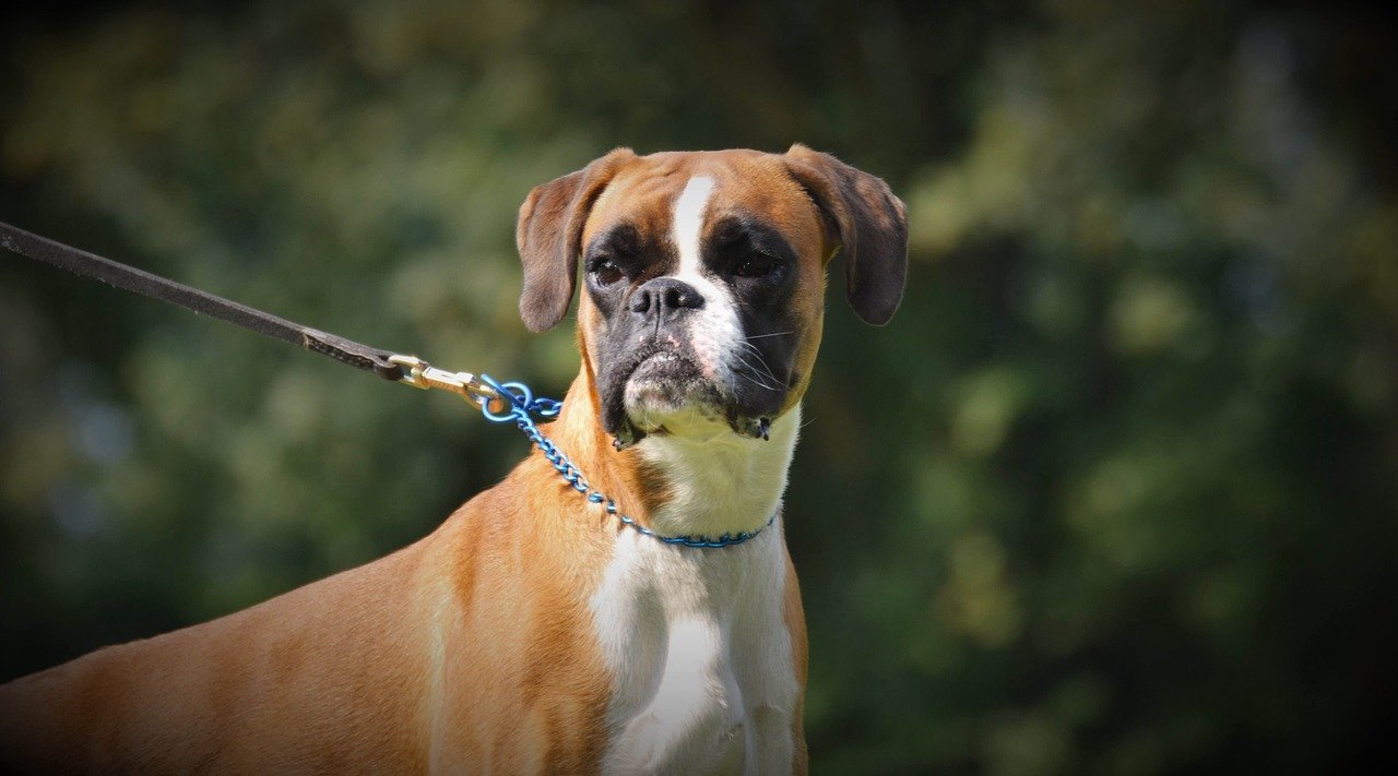 Boxer (image credits: pixabay)
