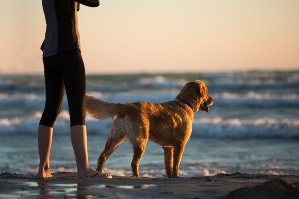 Golden Retriever: The Sunshine Companion (image credits: stocksnap)
