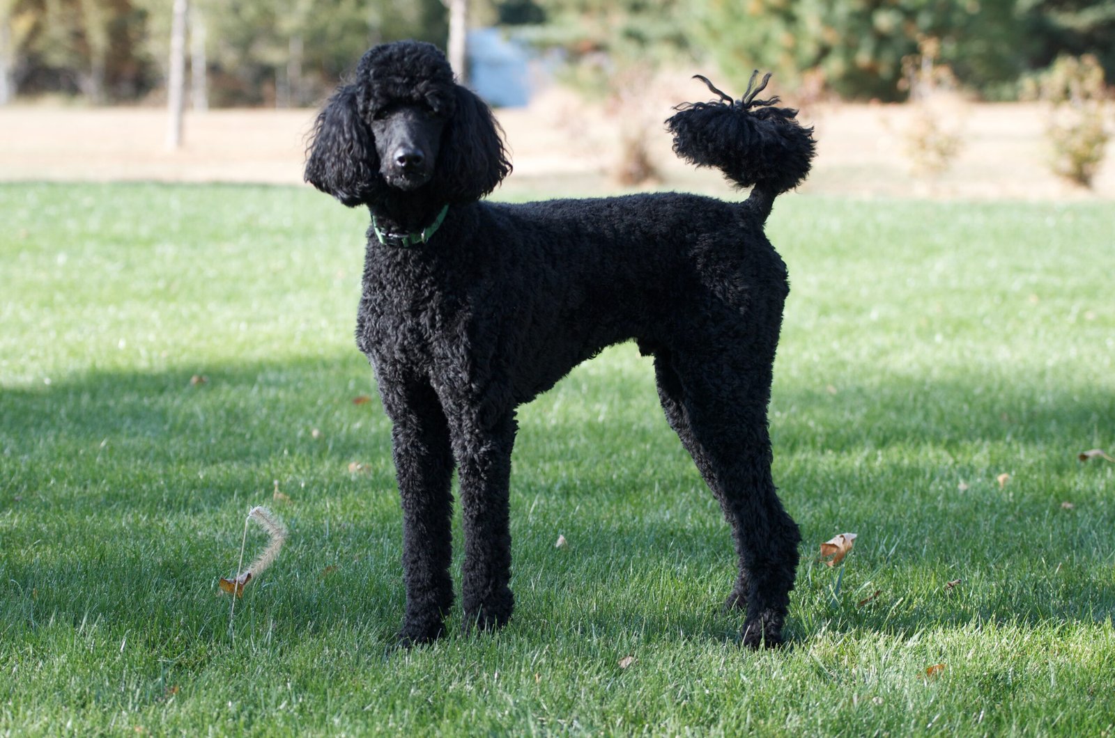Standard Poodle: The Elegant Athlete (image credits: wikimedia)