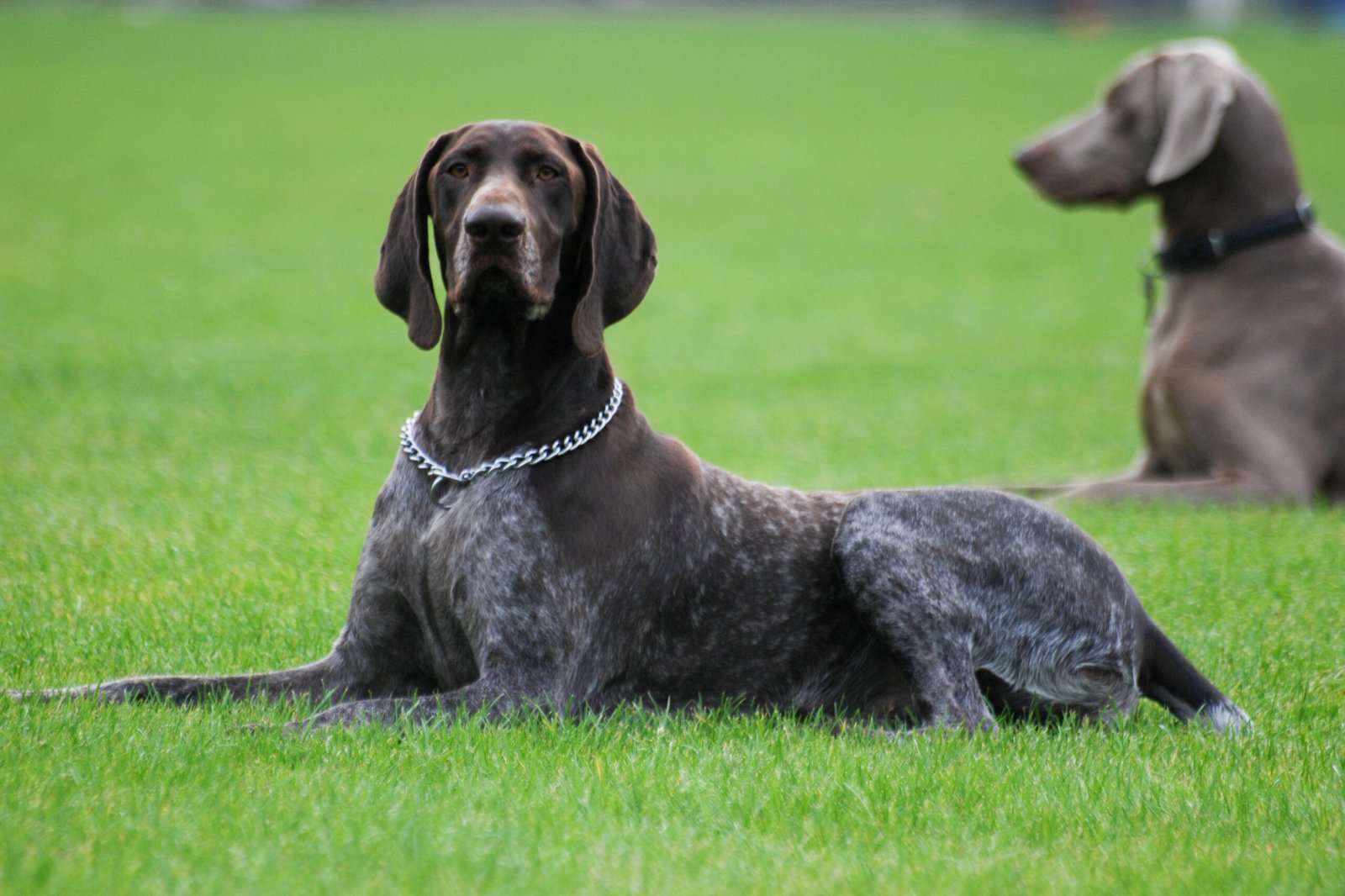 German Shorthaired Pointer: The Versatile Athlete (image credits: wikimedia)
