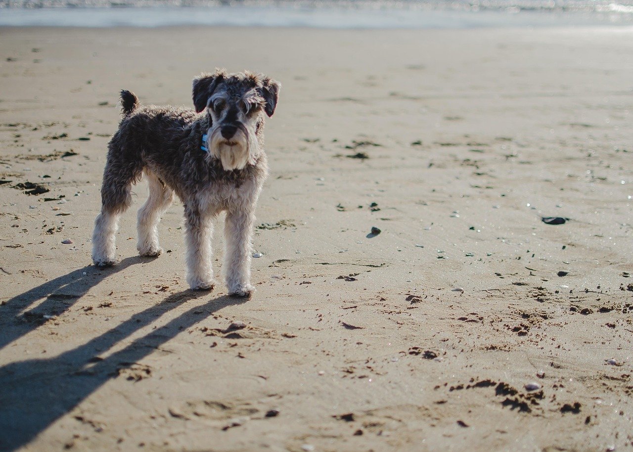 Miniature Schnauzer: The Lively Sidekick (image credits: pixabay)