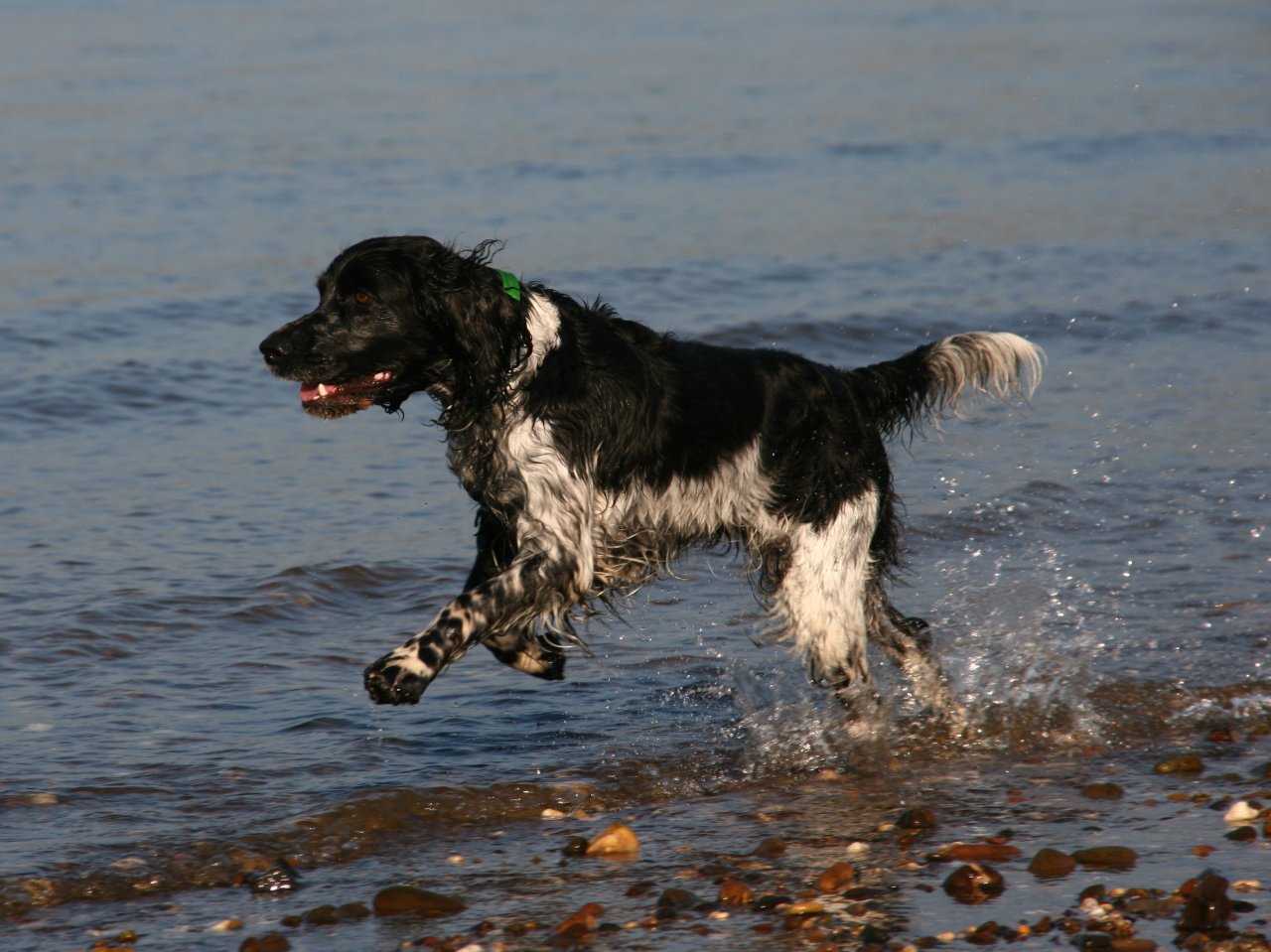 English Springer Spaniel: The Joyful Companion (image credits: wikimedia)
