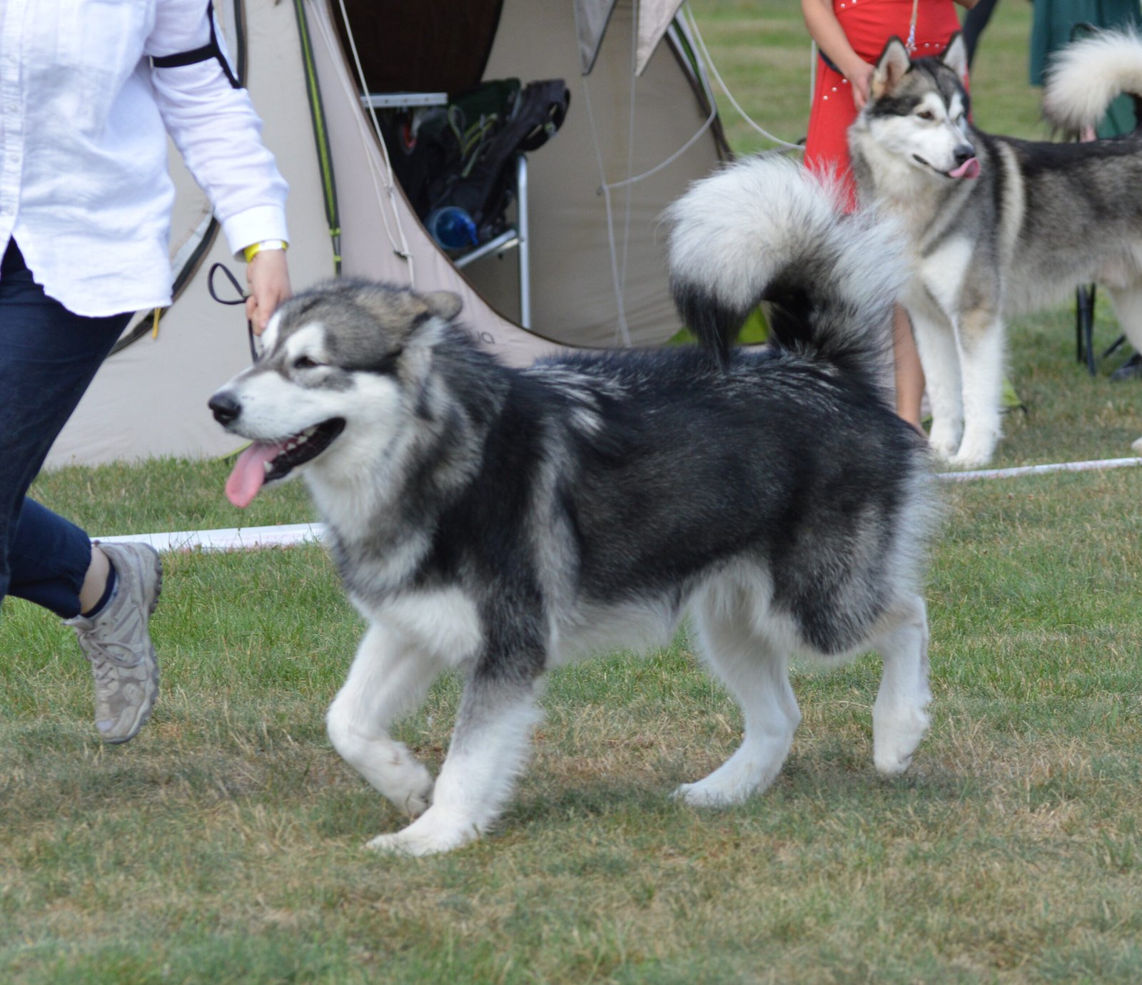 Alaskan Malamute: The Powerful Trekker (image credits: wikimedia)