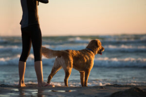 15 Dog Breeds That Fit the Energy of Active Retirees in Colorado