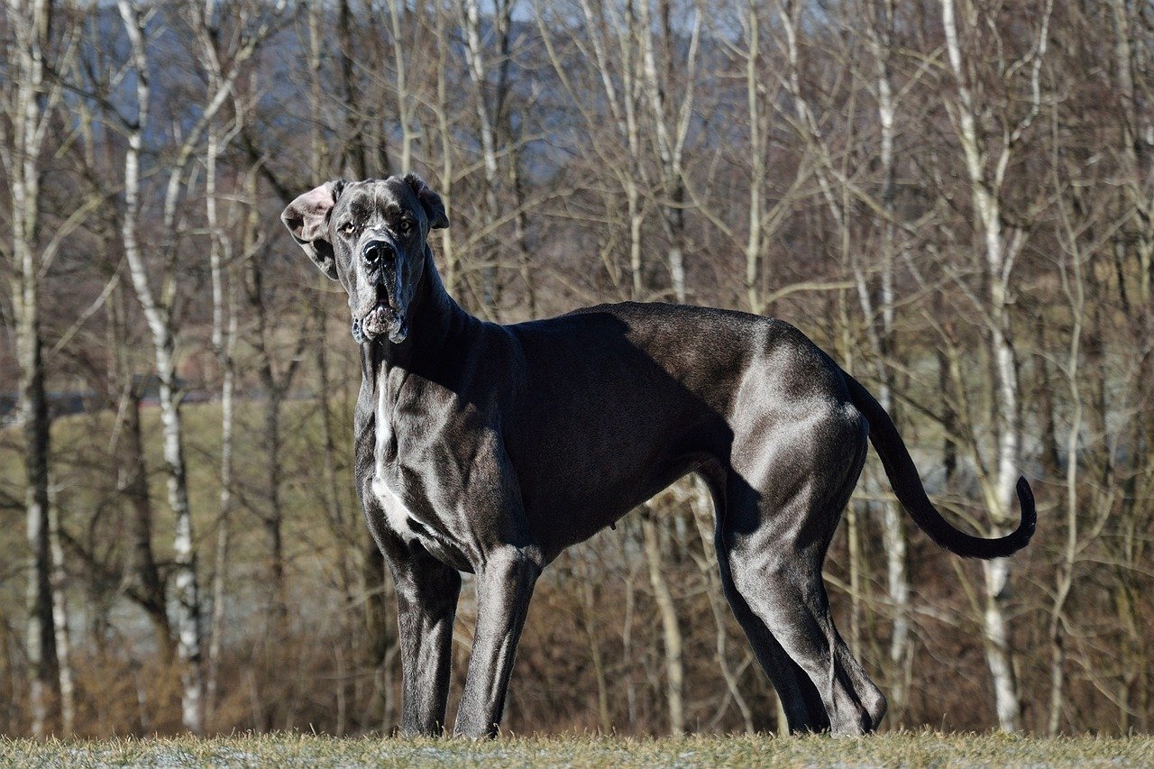 Great Dane (image credits: pixabay)