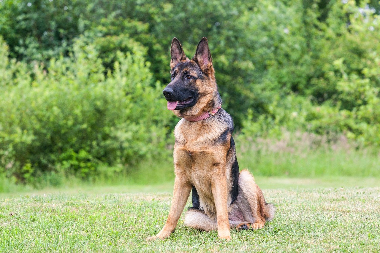 German Shepherd (image credits: pixabay)