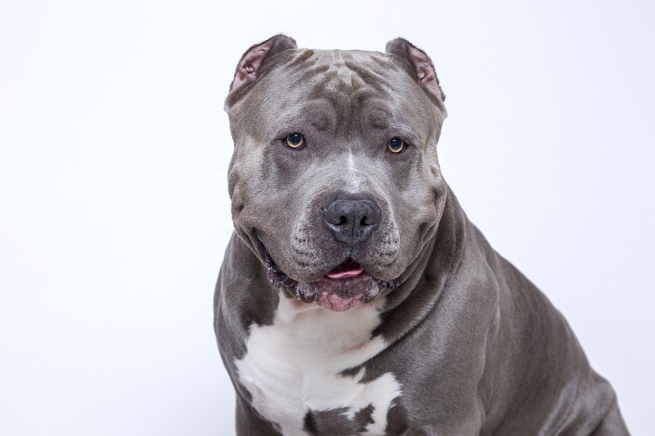American Pit Bull Terrier (image credits: pixabay)