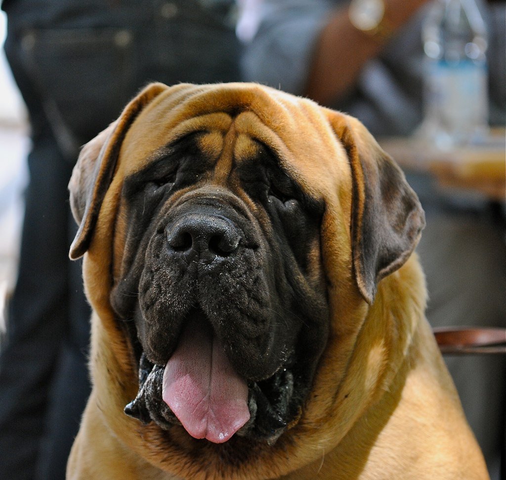 Mastiff (image credits: wikimedia)
