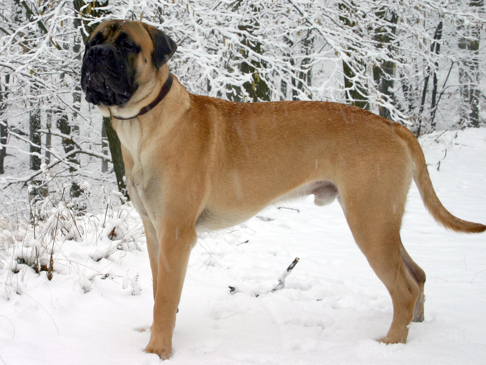 Bullmastiff (image credits: wikimedia)