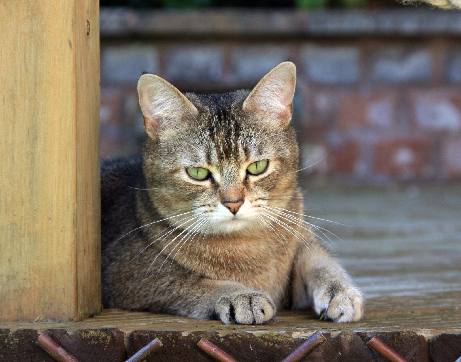 Why Respecting Your Cat’s Space Matters (image credits: wikimedia)
