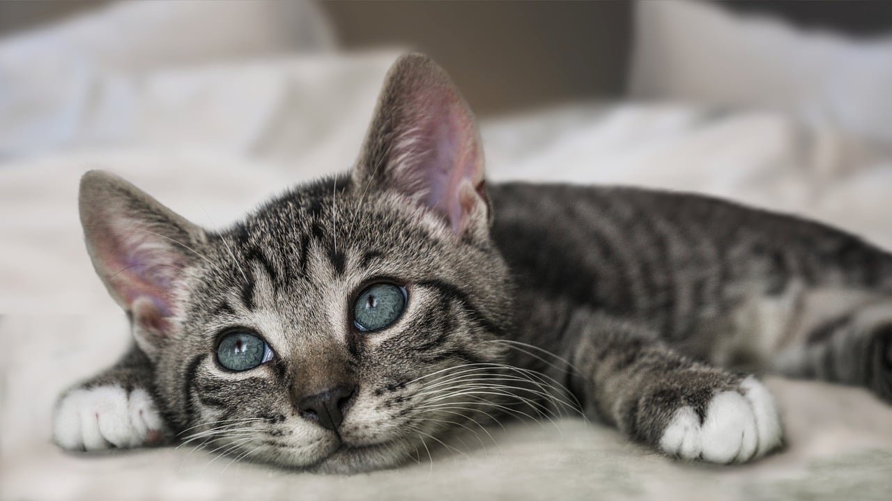 Minimizing Stressful Triggers (image credits: pixabay)