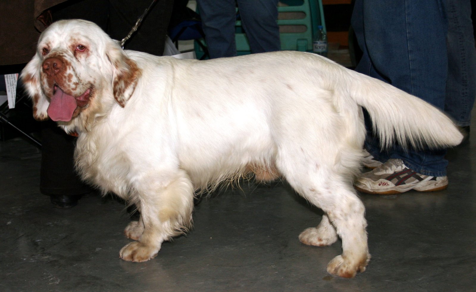 The Surprising Origins of the Clumber Spaniel (image credits: wikimedia)