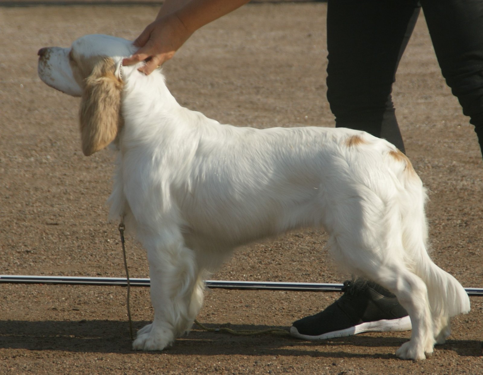 Clumber Spaniel Intelligence and Trainability (image credits: wikimedia)