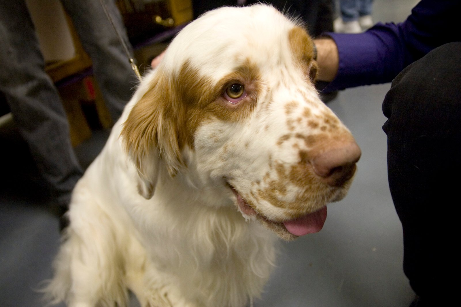 Common Health Issues in Clumber Spaniels (image credits: wikimedia)