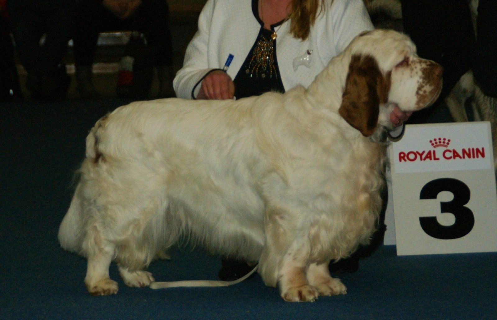 Diet and Nutrition: Feeding Your Clumber Spaniel Right (image credits: wikimedia)