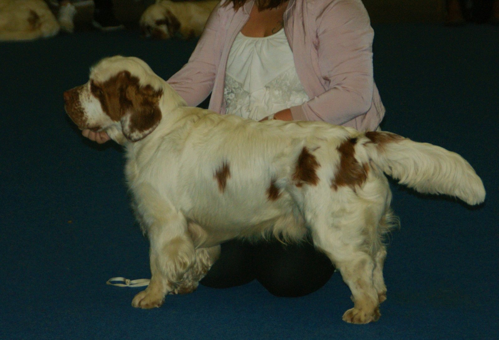 Is a Clumber Spaniel the Right Dog for You? (image credits: wikimedia)