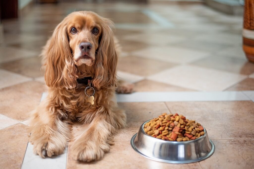 Choosing Sustainable Dog Food