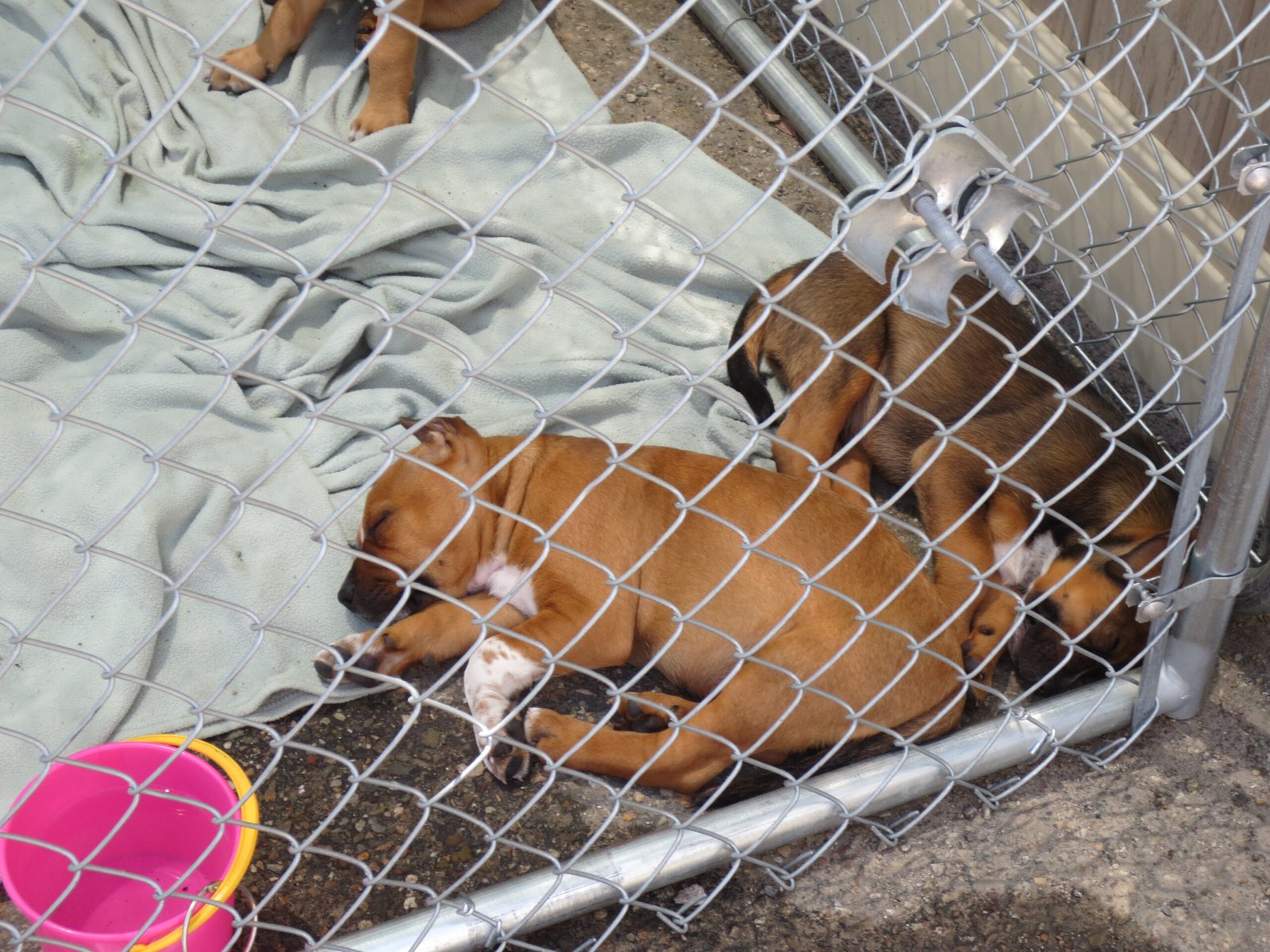 Adopting and Rescuing Instead of Buying (image credits: wikimedia)