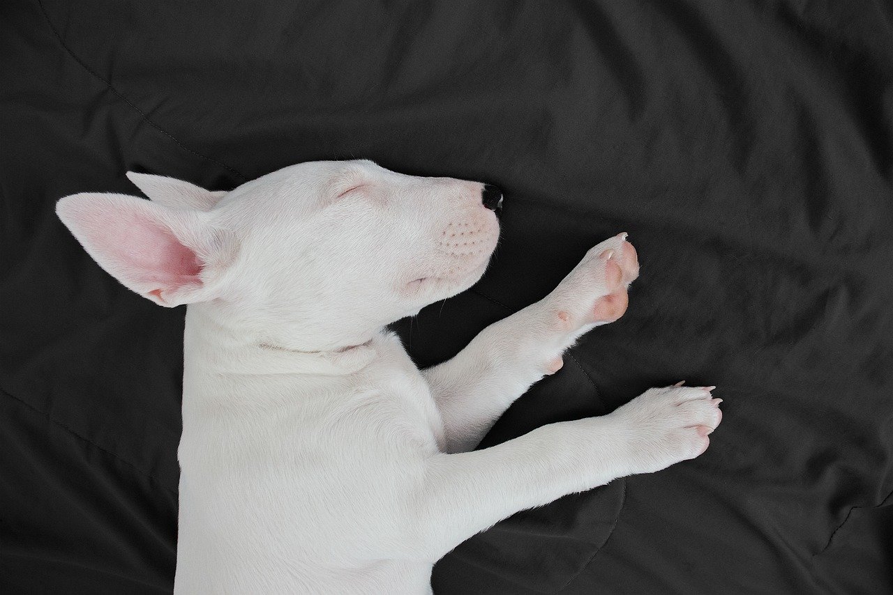 Bull Terrier: The Egg-Headed Entertainer (image credits: pixabay)