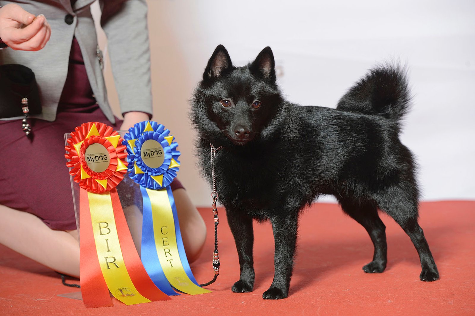 Schipperke: The Little Black Devil (image credits: wikimedia)