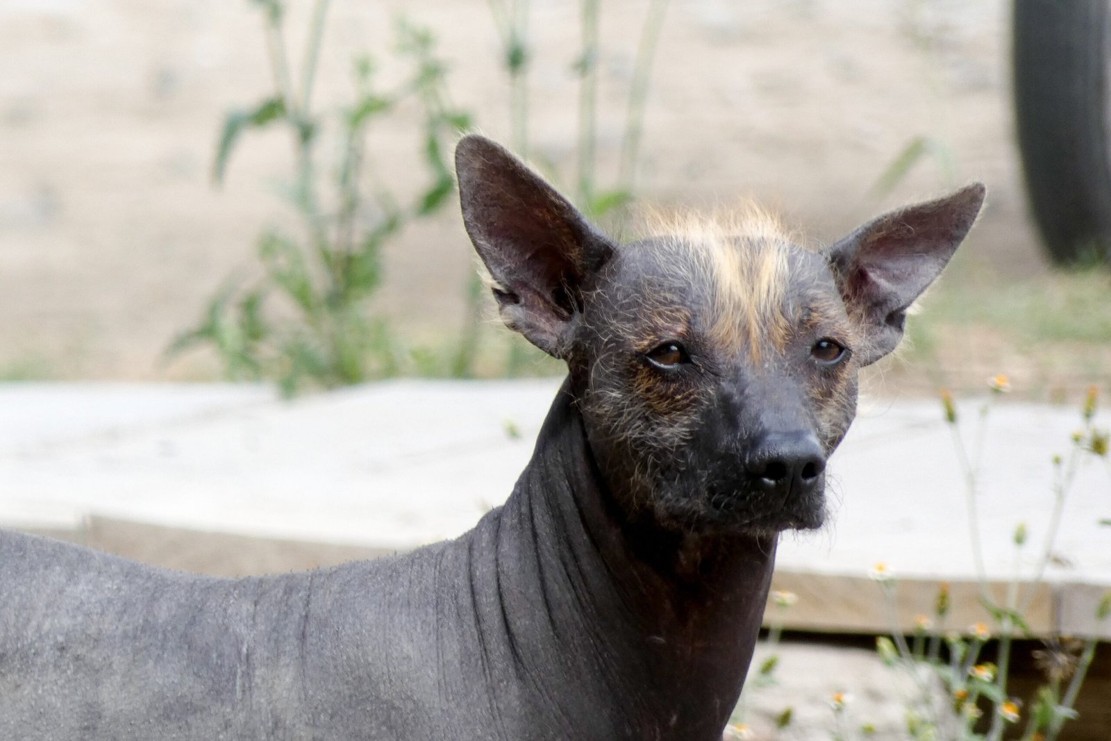 Xoloitzcuintli (Mexican Hairless): The Ancient Oddball (image credits: wikimedia)