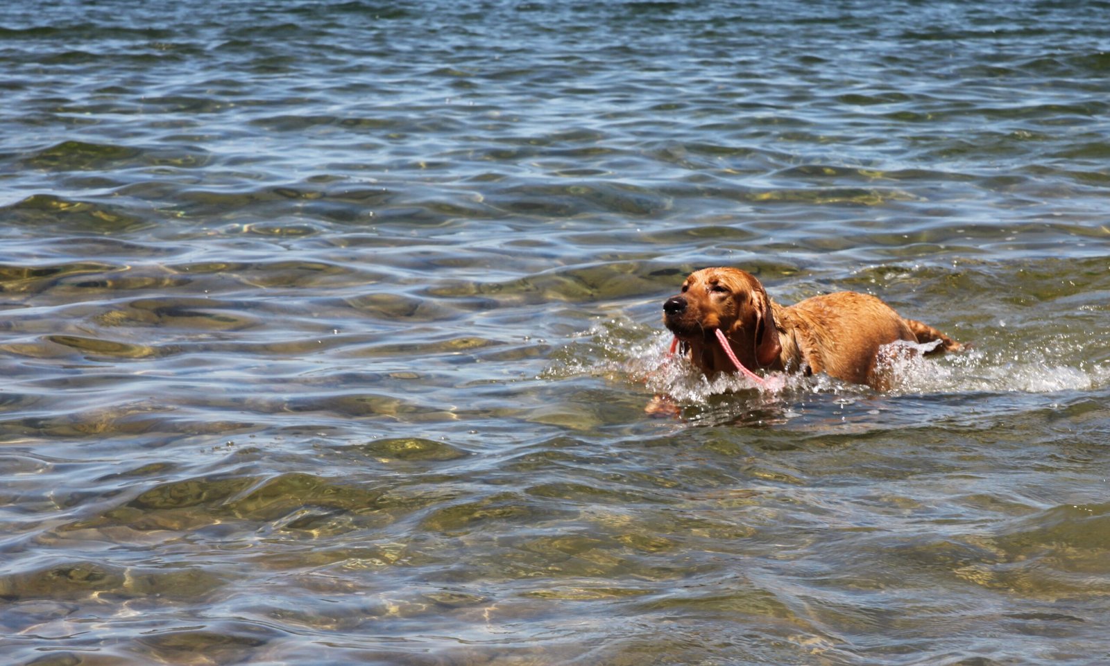 Labrador Retriever: The Classic Lake Companion (image credits: wikimedia)