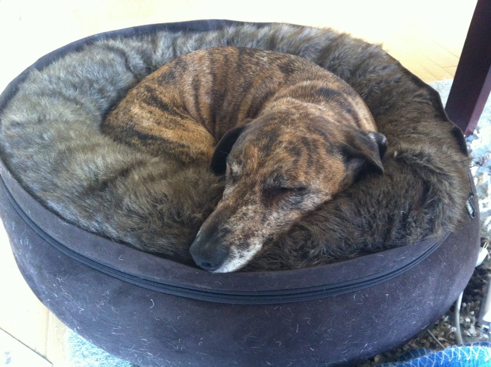 The Classic Curl: Trust Wrapped in a Ball (image credits: wikimedia)