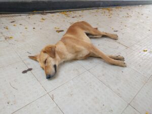 What Your Dog's Sleeping Position Reveals About Your Relationship