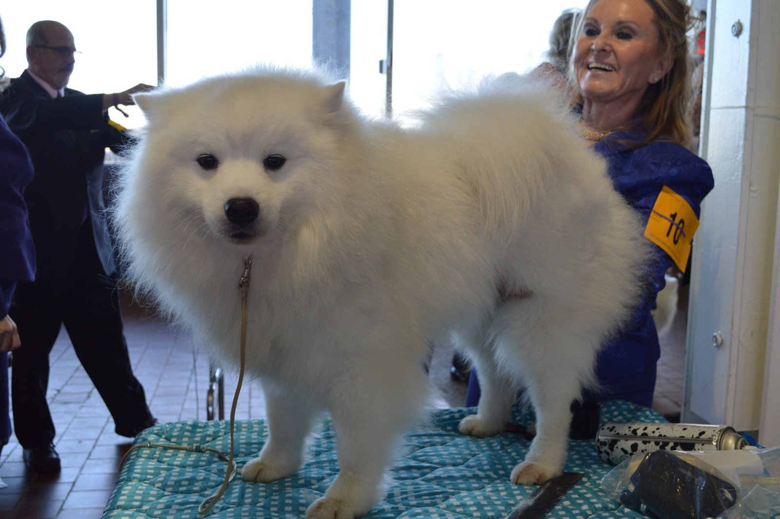 Give Regular Grooming and Pampering (image credits: wikimedia)