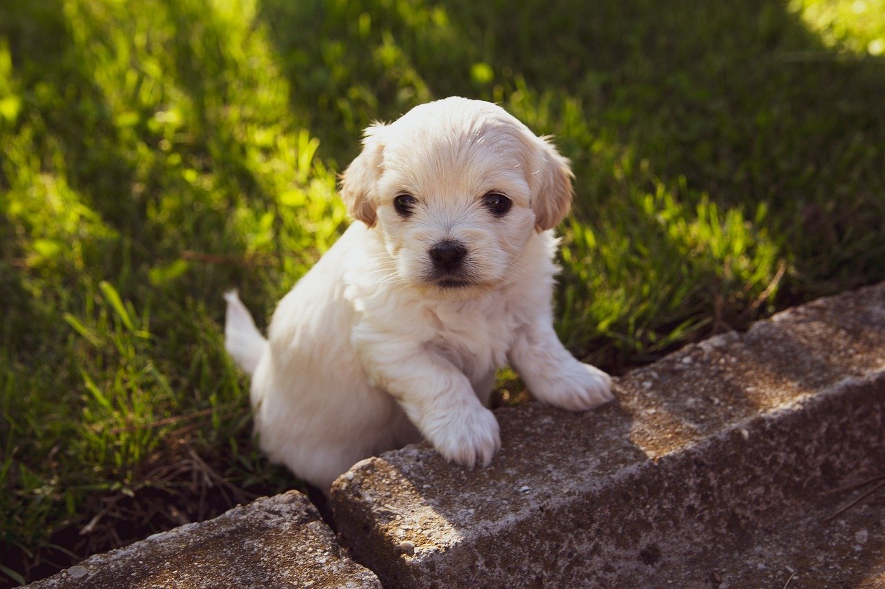 Puppy Eyes: Manipulation in Disguise? (image credits: pixabay)