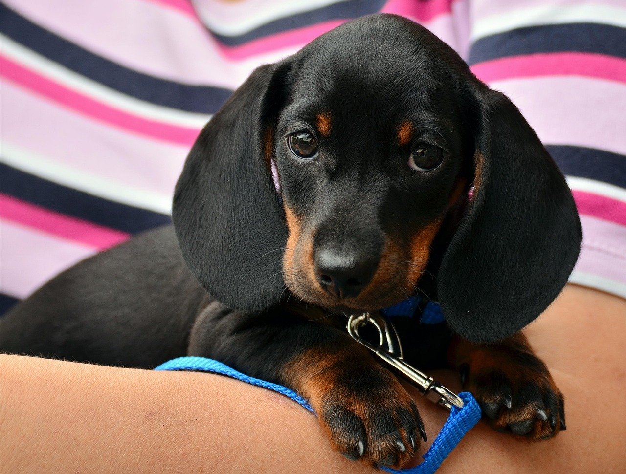 Dachshund (image credits: pixabay)