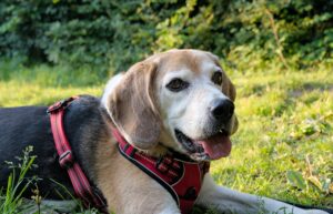 15 Dog Breeds That Display The Most Behavioral Issues