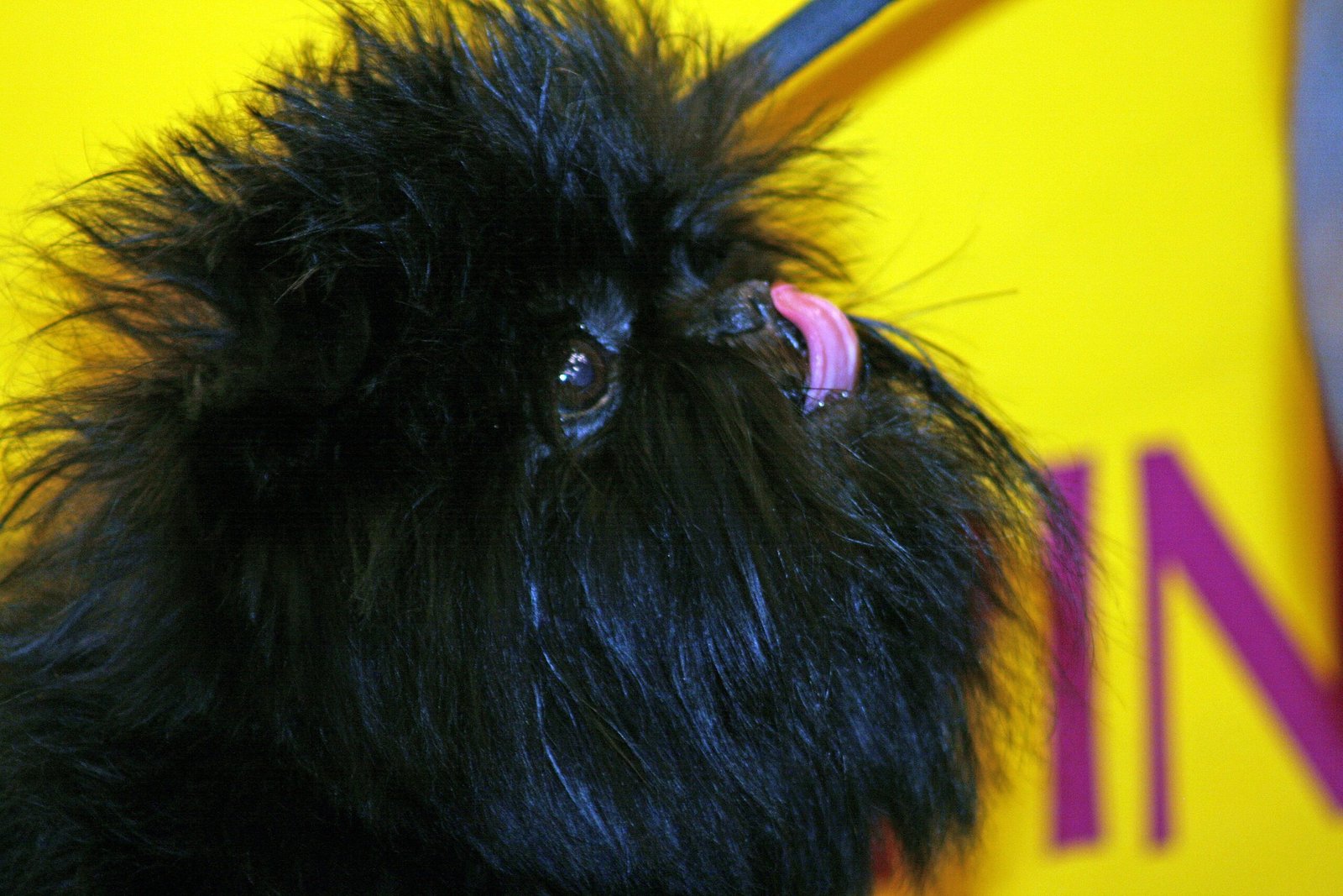 Affenpinscher: The Fearless “Monkey Dog” (image credits: wikimedia)