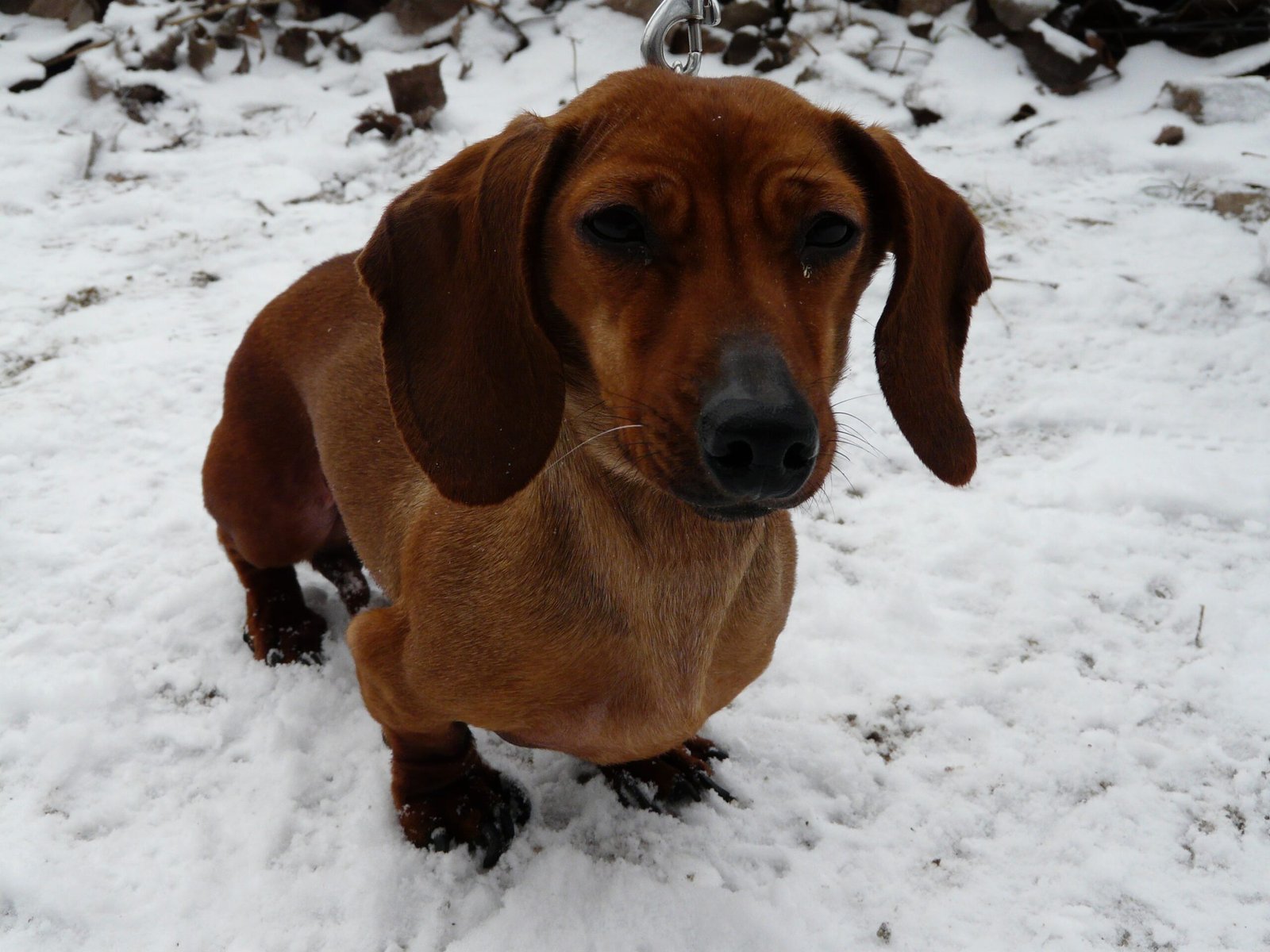 Dachshund: Back Problems and Awkward Builds (image credits: wikimedia)