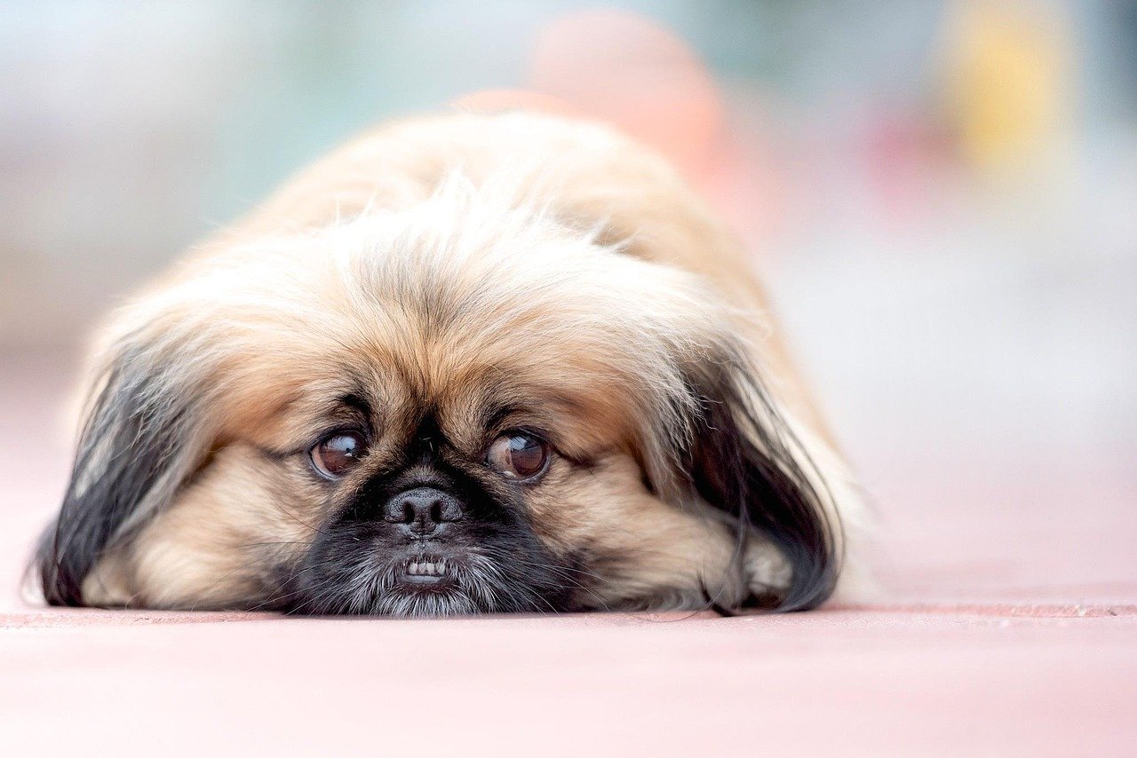 Pekingese: Respiratory and Eye Issues Galore (image credits: pixabay)