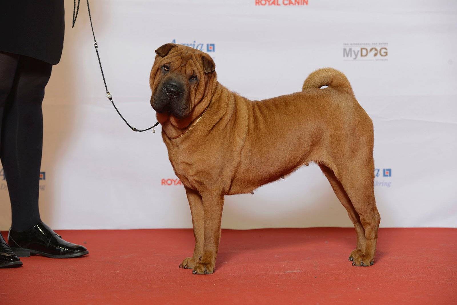 Shar Pei: Skin Issues and Aloof Attitudes (image credits: wikimedia)